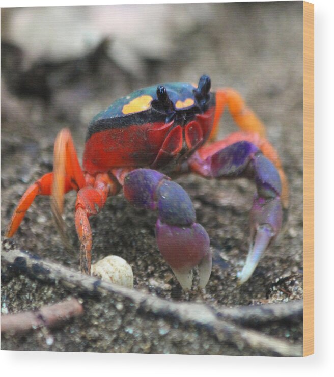Crab Wood Print featuring the photograph Mouthless Crab by Nathan Miller