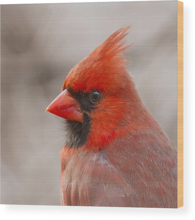 Red Wood Print featuring the photograph Mr Cardinal Portrait by Mircea Costina Photography