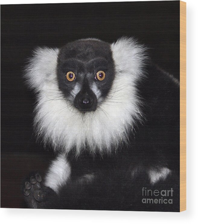 Black & White Ruffed Lemur Wood Print featuring the photograph Mr Lemur by Terri Waters