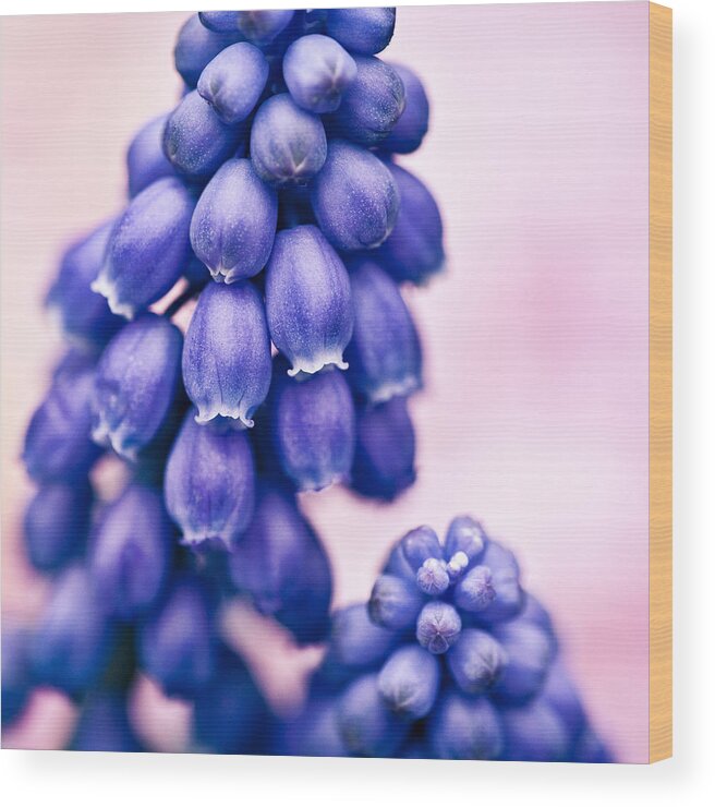 Muscari Wood Print featuring the photograph Muscari by Dave Bowman