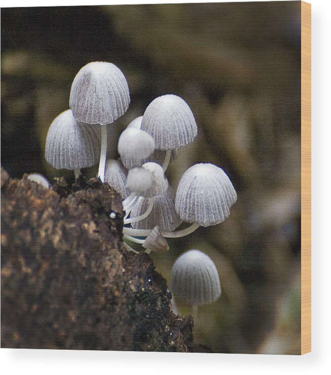 Mushroom Wood Print featuring the photograph Mushroom Family by Patricia Bolgosano