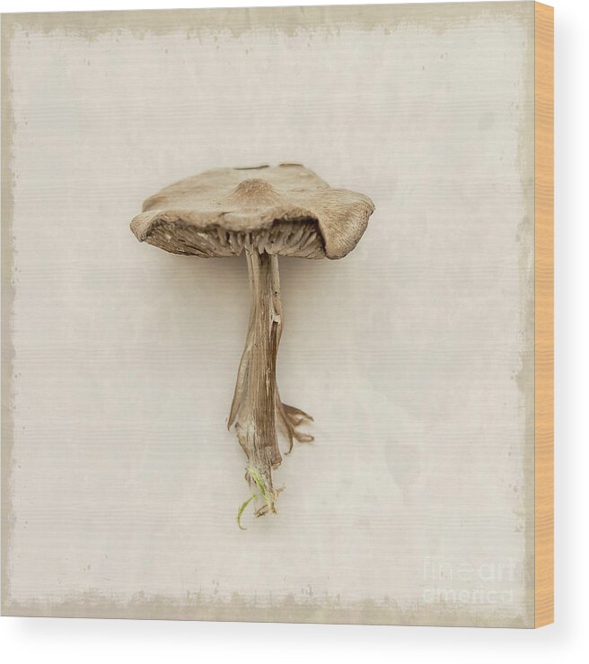 Square Wood Print featuring the photograph Mushroom by Lucid Mood