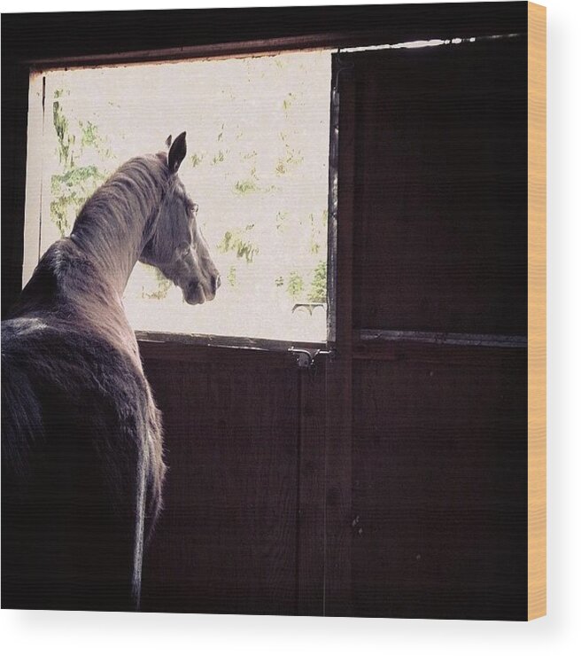 Horse Wood Print featuring the photograph My Boy Reyo. He Will Be 25 This Year by Blenda Studio