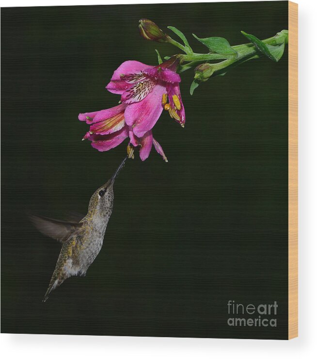 Bird Wood Print featuring the photograph My Favorite Flower by Peter Dang