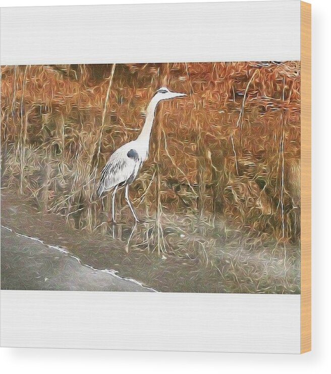  Wood Print featuring the photograph My Friend The Great Blue Heron by Reid Nelson