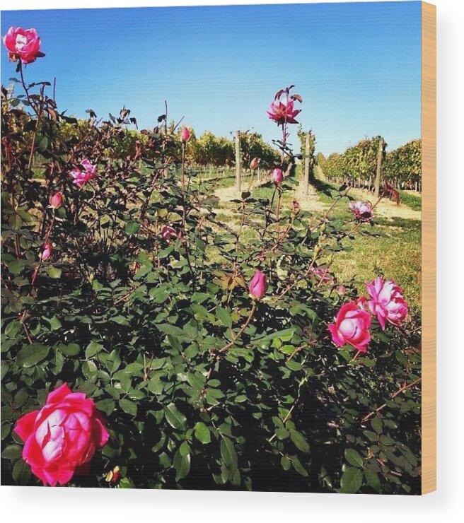 Roses Wood Print featuring the photograph My Kind Of #monday. #staycation #local by Sara Lauver
