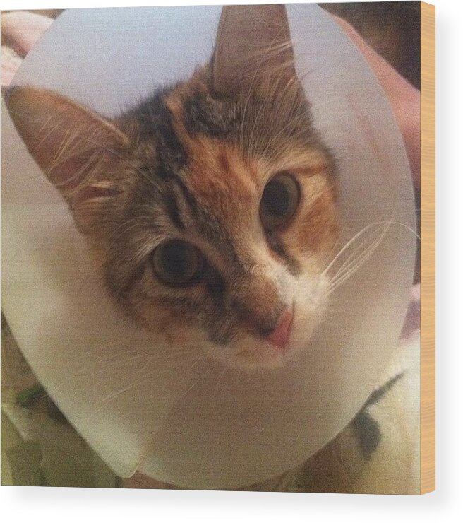 Coneofshame Wood Print featuring the photograph My Poor Baby In The #coneofshame 😥
 by Rachel Mcgee