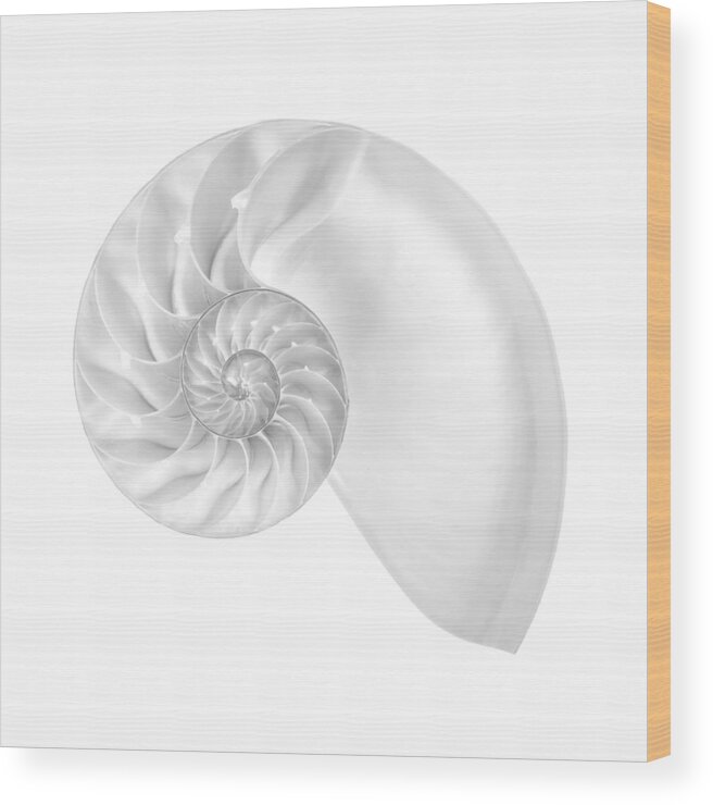 Sea Shell Wood Print featuring the photograph Nautilus shell interior by Jim Hughes