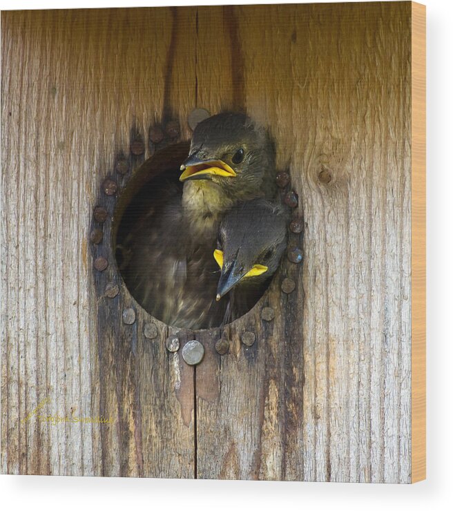 Nestling Starlings Wood Print featuring the photograph Nestling Starlings by Torbjorn Swenelius