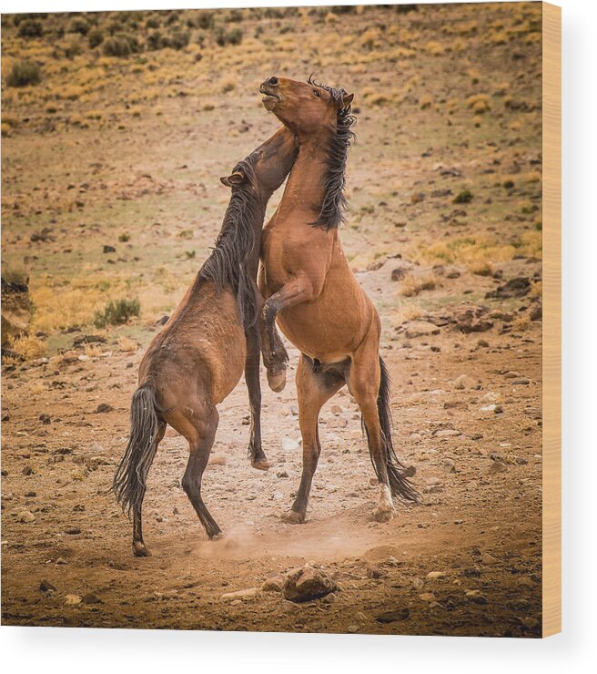 Wild Horses Wood Print featuring the photograph Nevada Wild Horses 3890 by Janis Knight