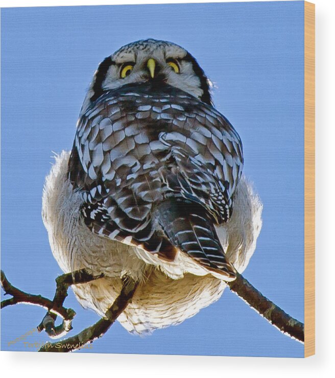 Northern Hawk Owl Looks Around Wood Print featuring the photograph Northern Hawk Owl looks around by Torbjorn Swenelius
