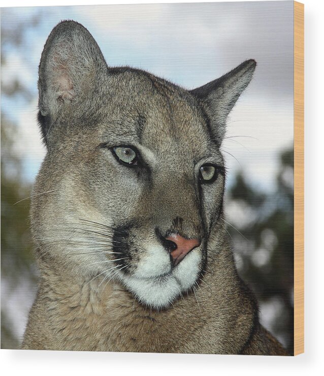 Mountain Lions Wood Print featuring the photograph Not Amused by Elaine Malott