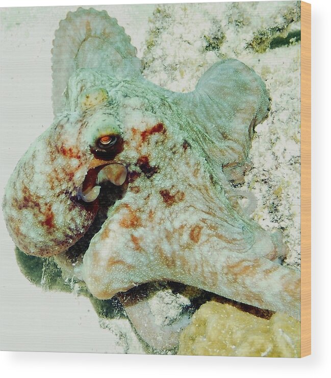 Nature Wood Print featuring the photograph Octopus on the Reef by Amy McDaniel