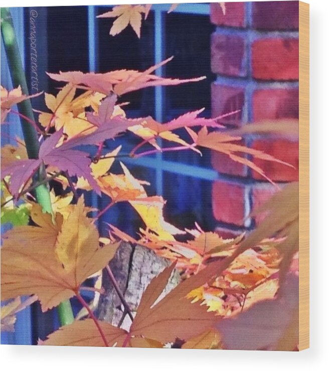 Maple Wood Print featuring the photograph Of Maples And Bricks by Anna Porter