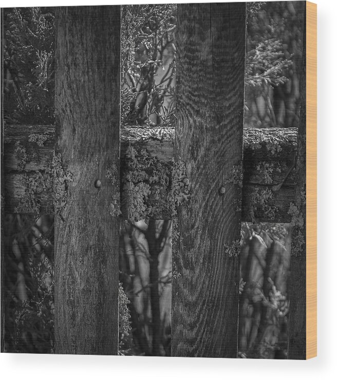 Cedar Wood Print featuring the photograph Old Fence by George Pennington