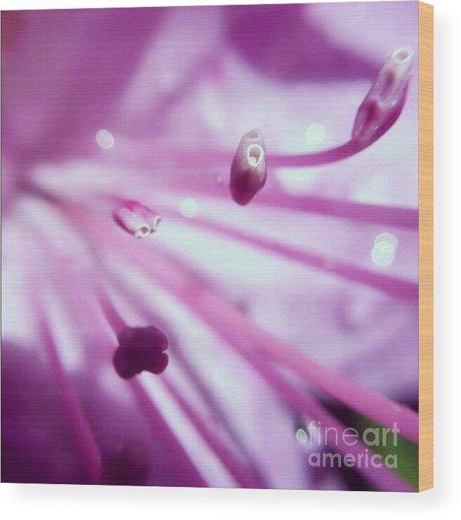 Flowers Wood Print featuring the photograph On The Inside by Kerri Farley