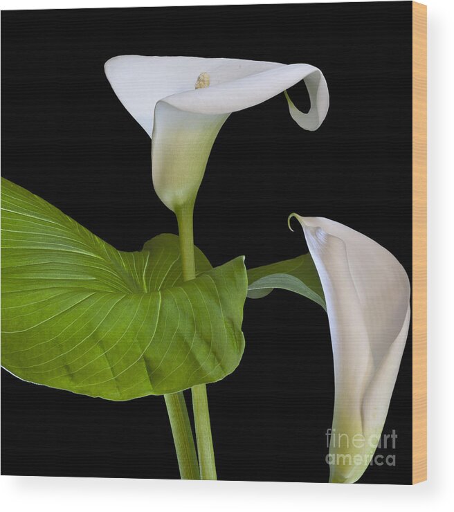 White Calla Wood Print featuring the photograph Open white calla lily I by Heiko Koehrer-Wagner