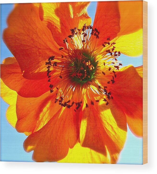 Nature Wood Print featuring the photograph Orange Burst by Tracy Male