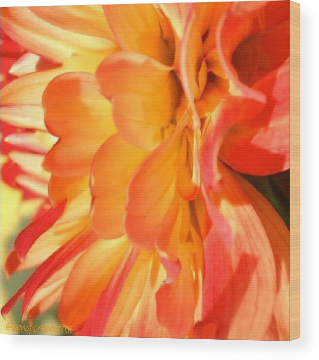 Flowers Wood Print featuring the photograph Orange Dahlia by Anna Porter
