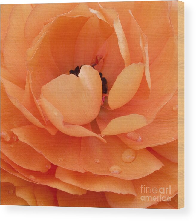 Persian Buttercup Wood Print featuring the photograph Orange Delight by Patty Colabuono