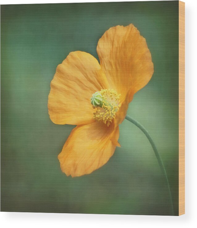Orange Flower Wood Print featuring the photograph Orange Pop by Kim Hojnacki