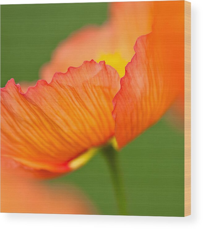 Nature Wood Print featuring the photograph Orange Poppy by Joan Herwig