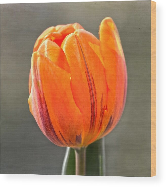 Tulip Wood Print featuring the photograph Orange Red Tulip Square by Sandi OReilly