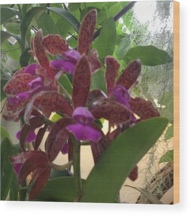 Summer Wood Print featuring the photograph #orchids #purple #purpleflower by Becca Sourpunch