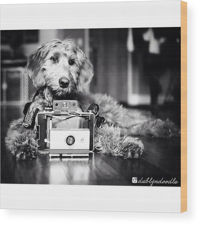 Petsdoingpeoplethings Wood Print featuring the photograph Our Little Phodographer by Dublyn Slobodnik