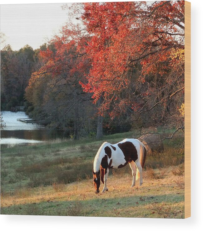 Paint Wood Print featuring the photograph Paint horse in the Fall by Phil And Karen Rispin