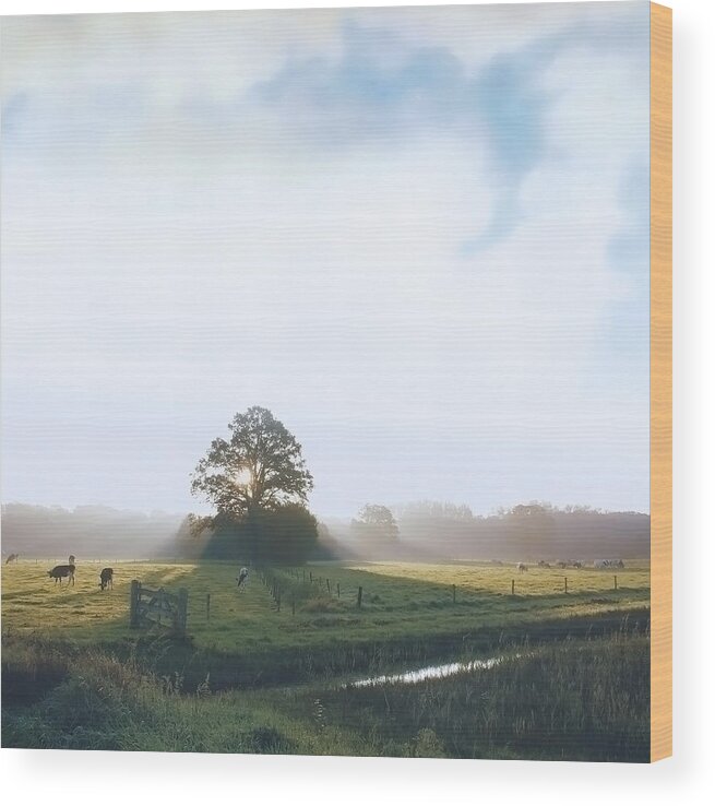 Tranquility Wood Print featuring the photograph Paint My Day by Bob Van Den Berg Photography