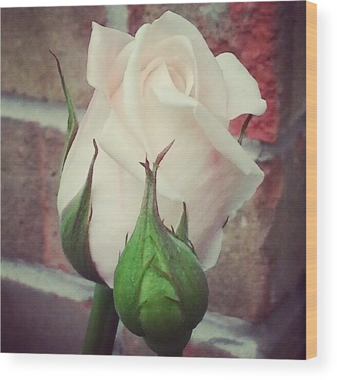  Wood Print featuring the photograph Pale Pink Rose by Sacred Muse