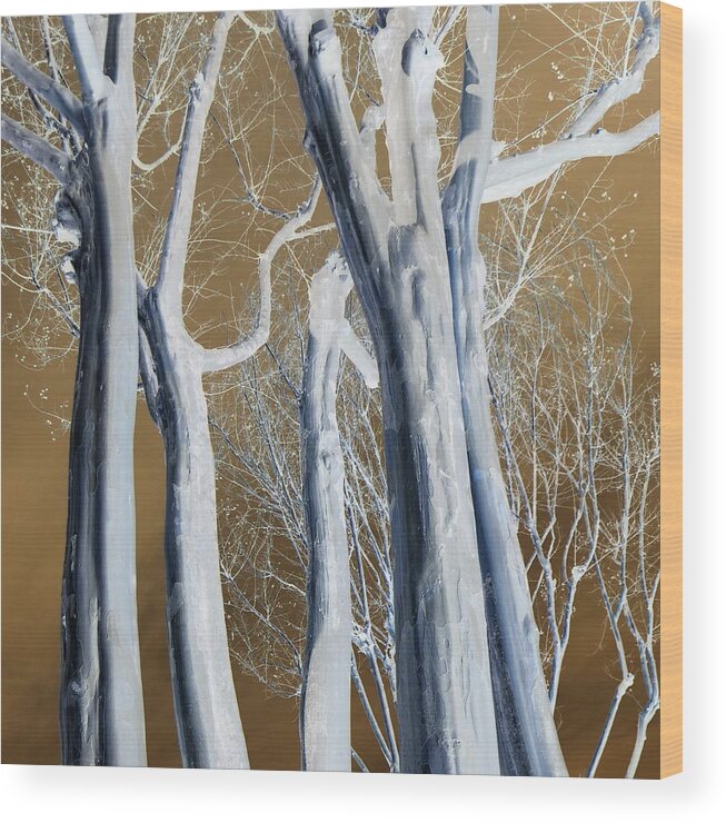 Trees Wood Print featuring the photograph Pale Trunks by Jodie Marie Anne Richardson Traugott     aka jm-ART