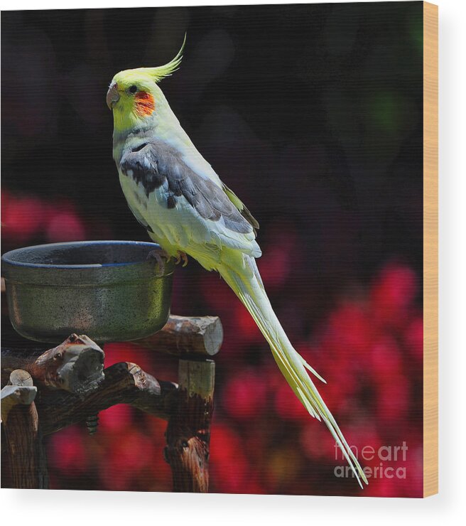 Animal Wood Print featuring the photograph Parakeet Bird by Peter Dang