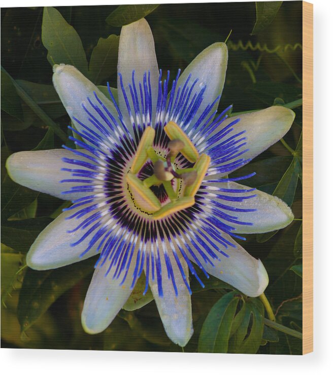 Flower Wood Print featuring the photograph Passion Flower Aglow by Lynne Jenkins