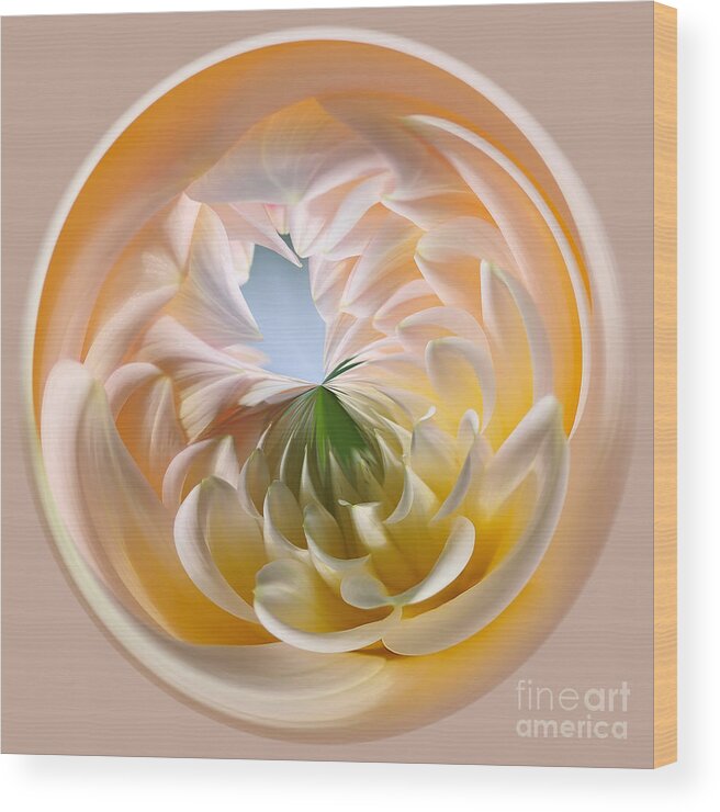Photography Wood Print featuring the photograph Pastel Dahlia Orb by Kaye Menner