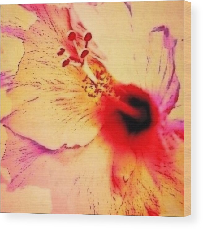 Sharkcrossing Wood Print featuring the digital art S Peach Colored Hibiscus Flower Close Up - Square by Lyn Voytershark