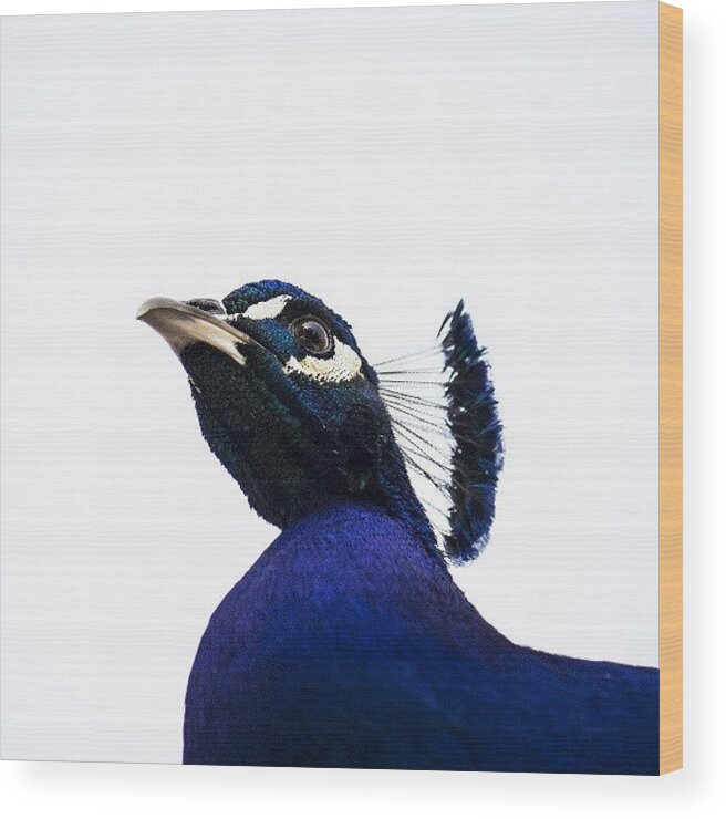Peacock Wood Print featuring the photograph #peacock #bird #animal #wildlife by Michael Amos