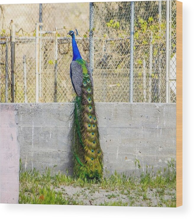 Peacock Wood Print featuring the photograph #peacock #bird #colorful #hart_park by Michael Amos