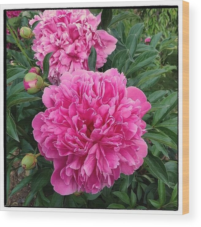 Peonies Wood Print featuring the photograph Peonies by Paul Cutright