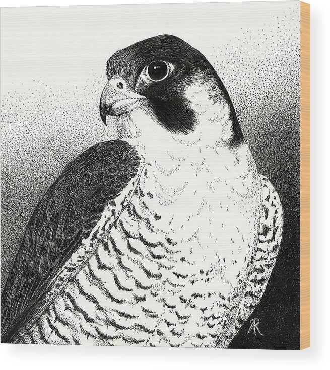 Bird Wood Print featuring the drawing Peregrine Falcon by Ann Ranlett