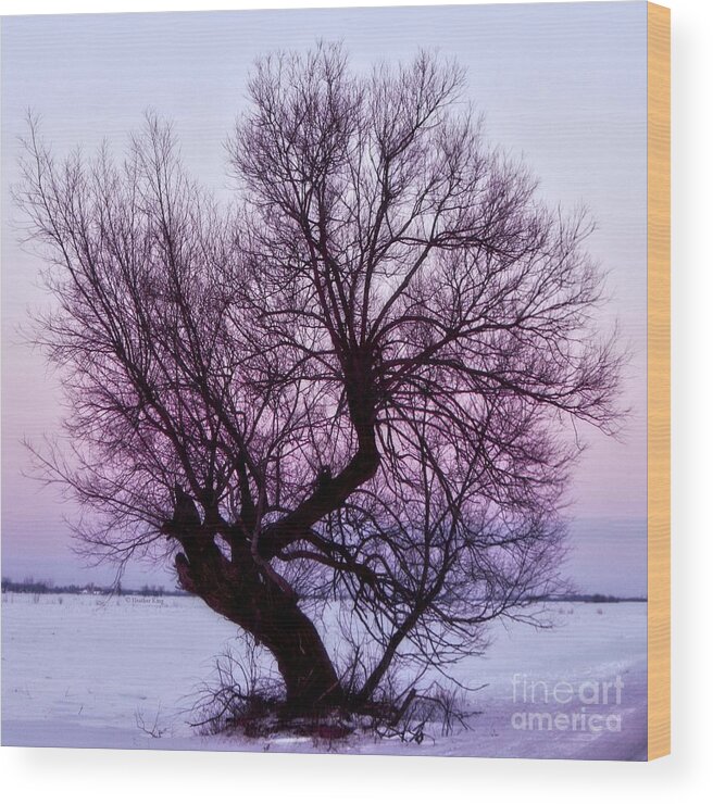Landscape Wood Print featuring the photograph Perseverance by Heather King