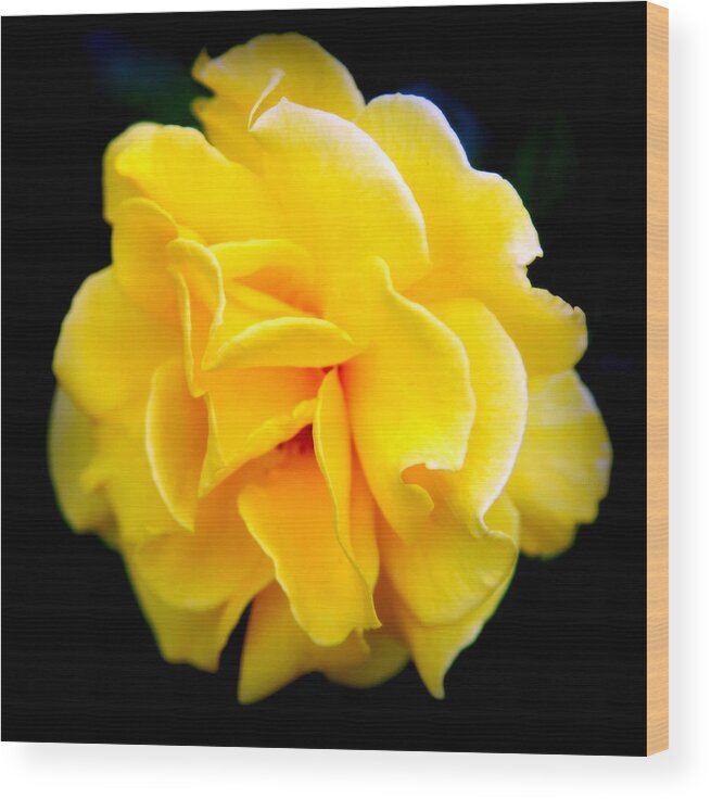 Yellow Roses Wood Print featuring the photograph PETALS and LACE by Karen Wiles