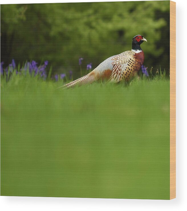 Grass Wood Print featuring the photograph Pheasant by Michael Reynolds