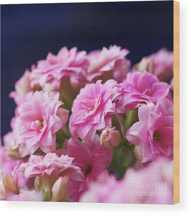 Flower Wood Print featuring the photograph Pink and Blue III by Pamela Gail Torres