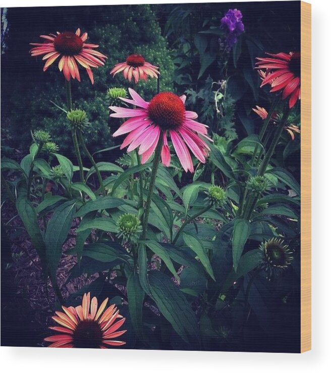 Coneflower Wood Print featuring the photograph Pink And Orange by Frank J Casella