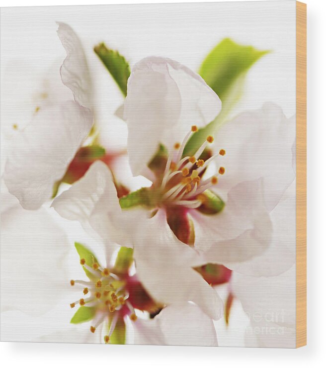 Blossom Wood Print featuring the photograph Pink blossom by Elena Elisseeva