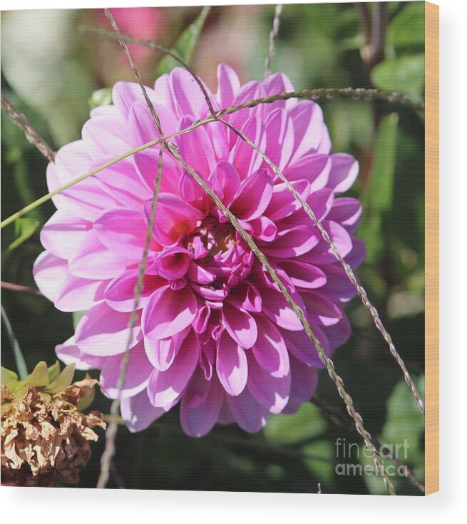 Pink Wood Print featuring the photograph Pink Flower by Cynthia Snyder