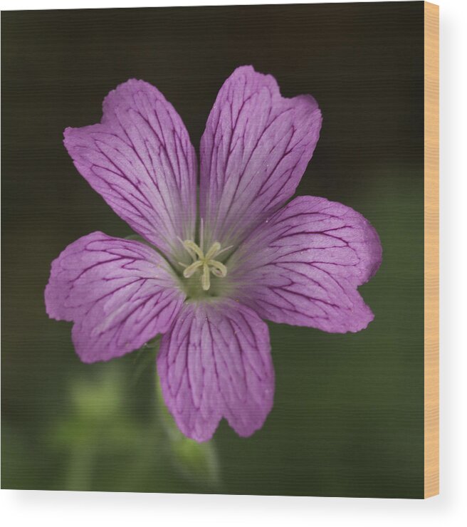 Flower Wood Print featuring the photograph Pink flower by David Freuthal