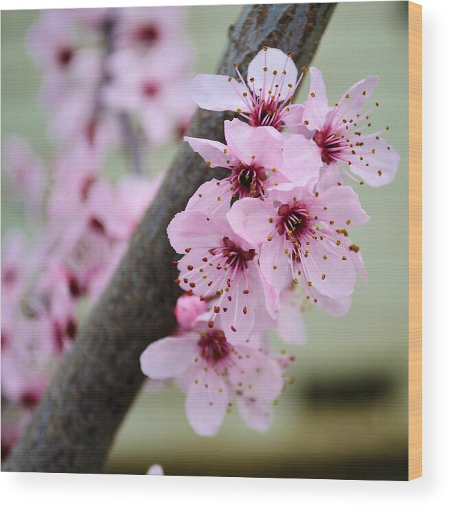 Pink Wood Print featuring the photograph Pink Flowers on a Flowering Tree by P S